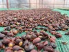 Trà Cascara