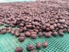 Arabica Specialty